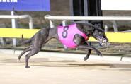Gary's Miracle is April's Greyhound of the Month